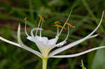 Spring spiderlily